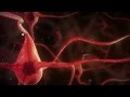 De ziekte van Alzheimer: de hersenen nader bekeken
